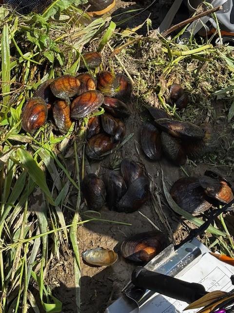 A cluster of mussel shells on a riverbank