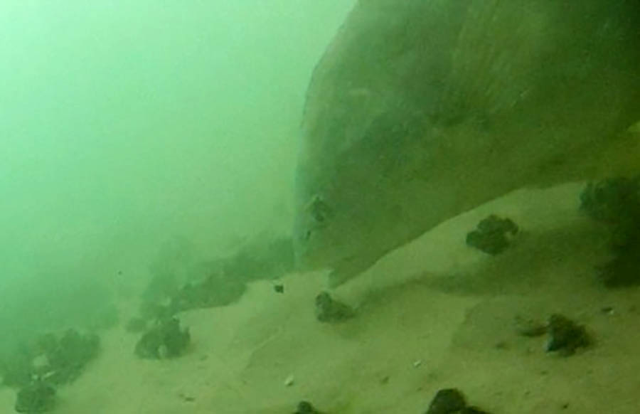 A fish feeding on the bottom of the lake