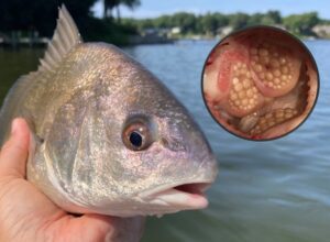 A freshwater drum fish in a persons hand, with water and shoreline in the background. top right shows the fish teeth in a circle