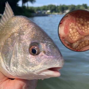 A freshwater drum fish in a persons hand, with water and shoreline in the background. top right shows the fish teeth in a circle