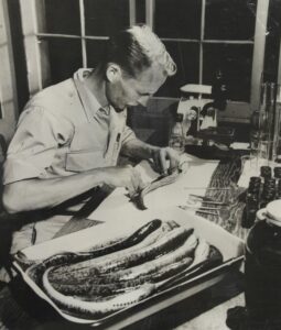 Vern Applegate leans over a lab table that includes a tray of lamprey, in a black-and-white historical photograph