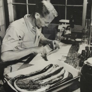 Vern Applegate leans over a lab table that includes a tray of lamprey, in a black-and-white historical photograph